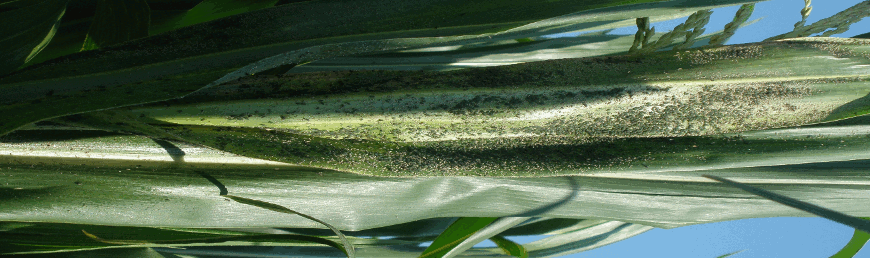 Yaprak Biti-Aphid ssp2.png